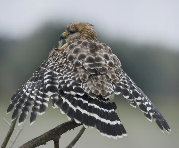 Red Shouldered Hawk Perching — Stock Photo, Image