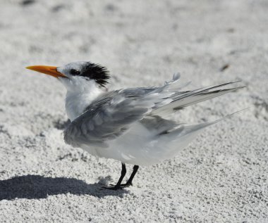 zarif sumru seabird