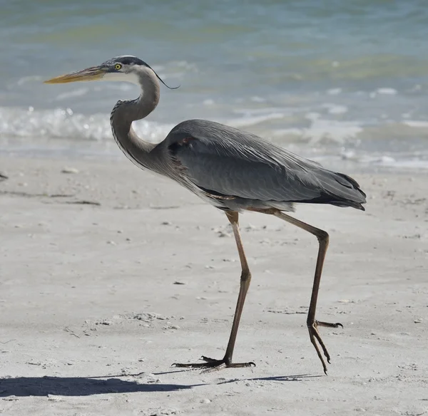 Great Blue Heron — Stock Photo, Image