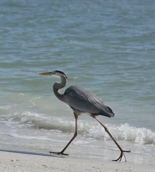 Great Blue Heron — Stock Photo, Image