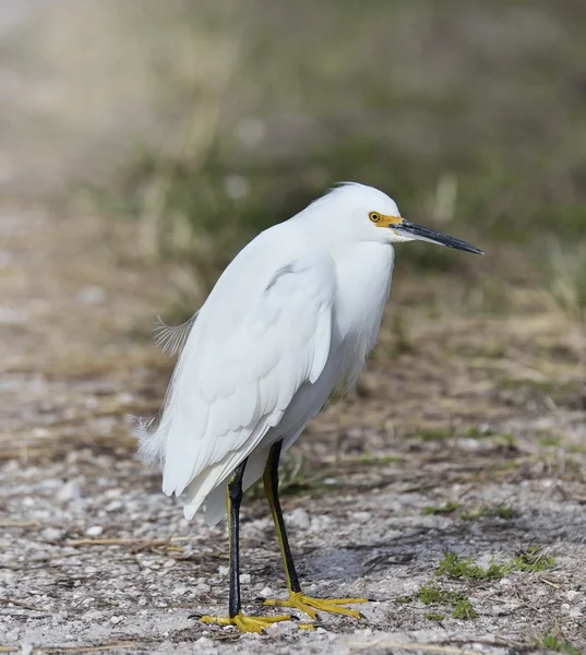 Snowy Egret — Stock Photo, Image