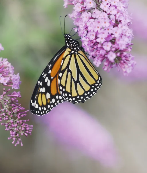 Monarchvlinder — Stockfoto