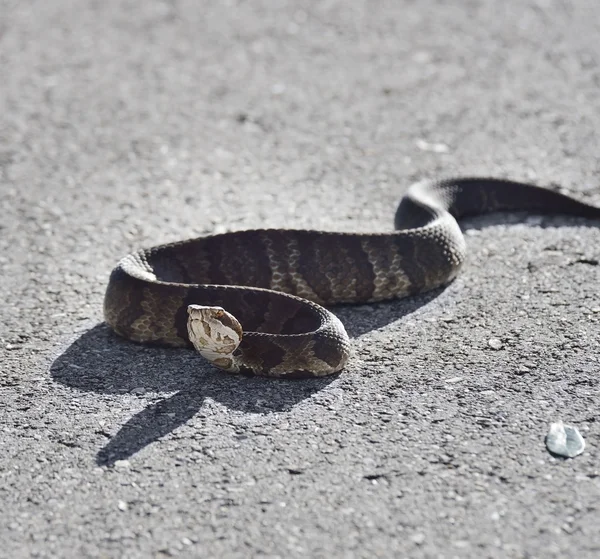 Serpiente de agua de Florida — Foto de Stock
