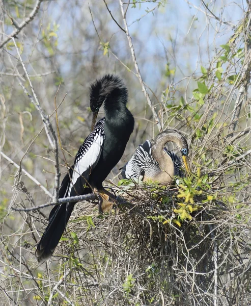 Anhinga fåglar — Stockfoto