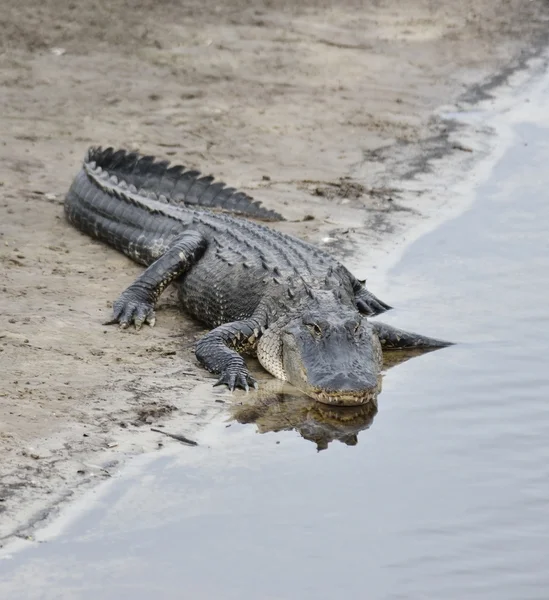 Amerikansk alligator — Stockfoto