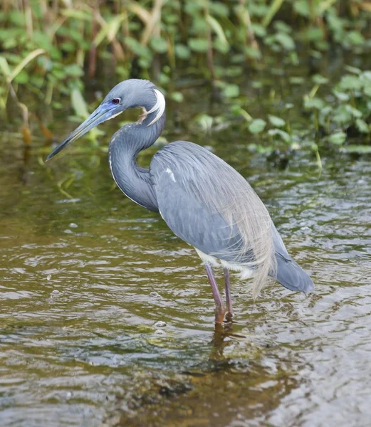 Tricolored ερωδιός — Φωτογραφία Αρχείου