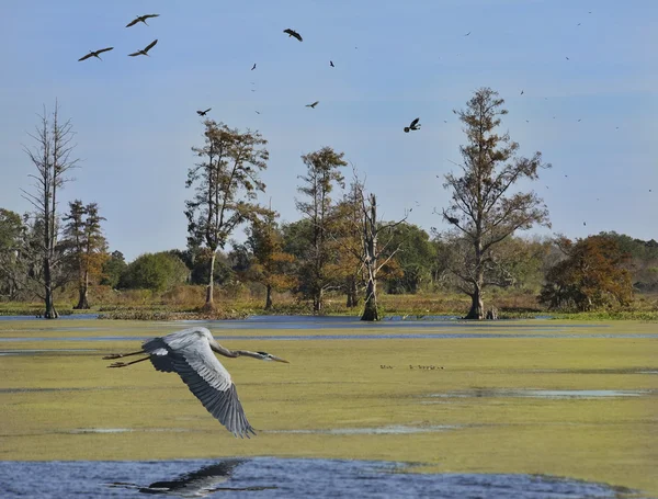 Florida vizes élőhelyek — Stock Fotó