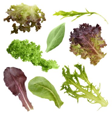 koleksiyon salata yaprakları