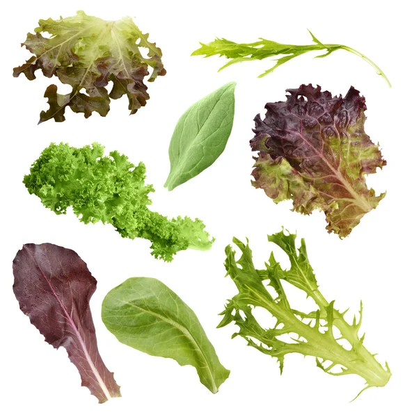 Salad Leaves Collection — Stock Photo, Image