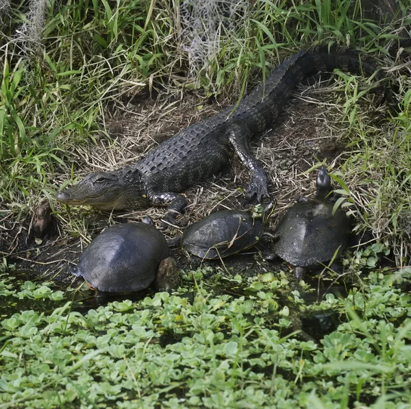 Aligator i żółwie — Zdjęcie stockowe