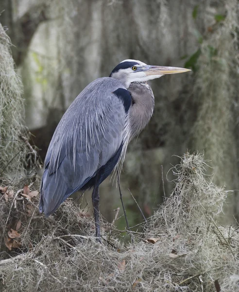 Great Blue Heron — Stock Photo, Image