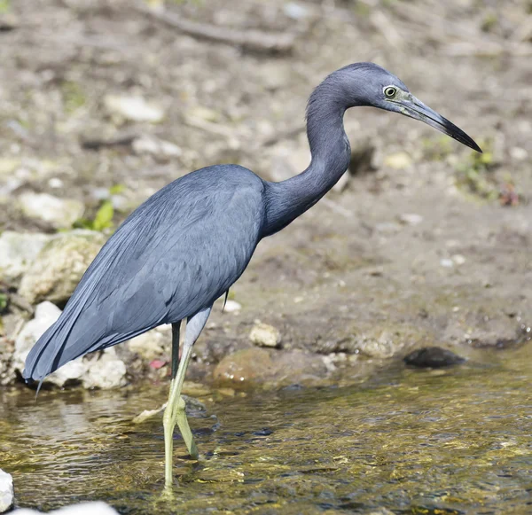 Kleiner Blaureiher — Stockfoto