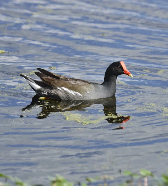 Pájaro común Moorhen — Foto de Stock