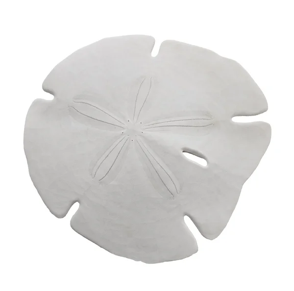 Sand dollar skal — Stockfoto