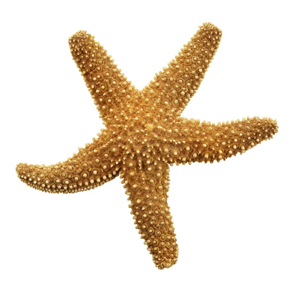 Помаранчевий Морська зірка — стокове фото