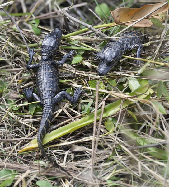 Baby Alligators — Stock Photo, Image
