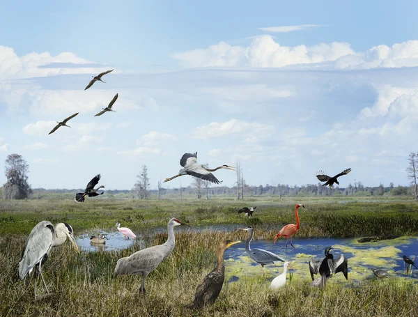 Colagem de zonas húmidas de Florida — Fotografia de Stock