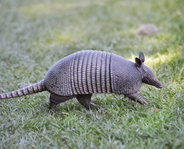 Armadillo. — Fotografia de Stock