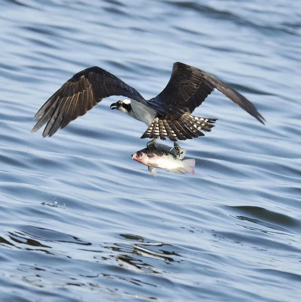Osprey balık — Stok fotoğraf
