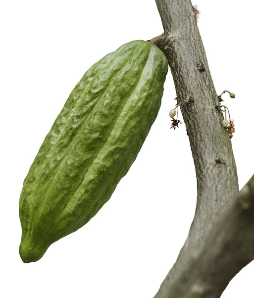 Pohon Cocoa Dengan Buah — Stok Foto
