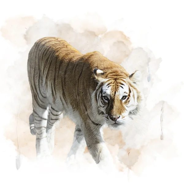Tiger Walking — Stock Photo, Image
