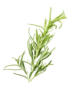 Biberiye dalı 