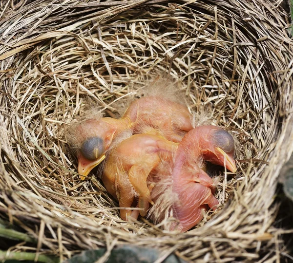 Close-up de recém-eclodido Robin Chicks — Fotografia de Stock