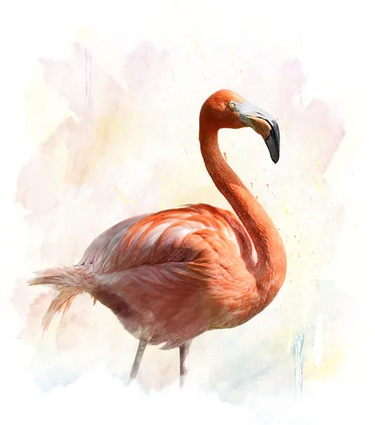 Flamingo - illustrazione ad acquerello — Zdjęcie stockowe