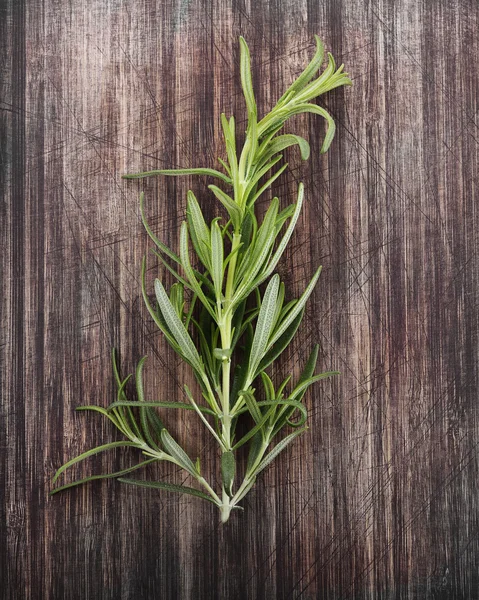 Cabang Rosemary — Stok Foto