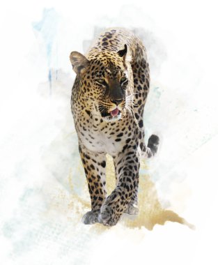 Leopard suluboya resim 