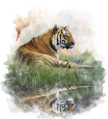 Tiger suluboya resim 
