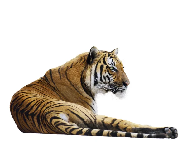 Tiger vilar — Stockfoto
