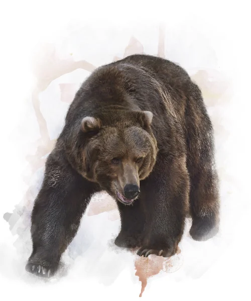 Akvarel obrázek medvěd grizzly — Stock fotografie