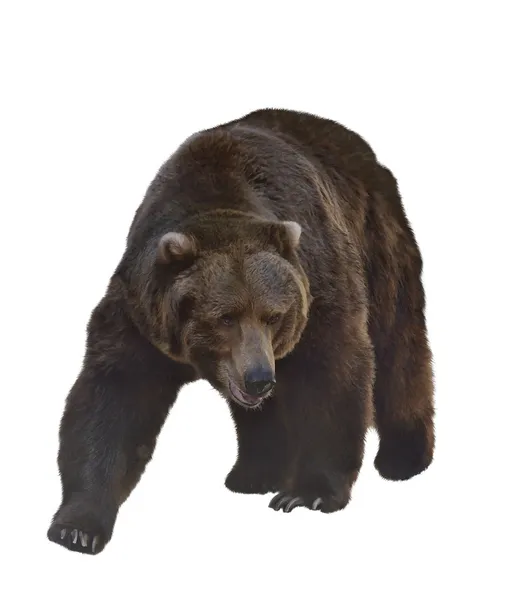 Aquarel beeld van grizzly bear — Stockfoto