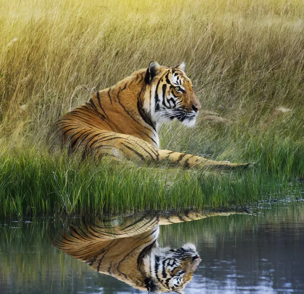 Tigre no banco de grama com reflexo — Fotografia de Stock