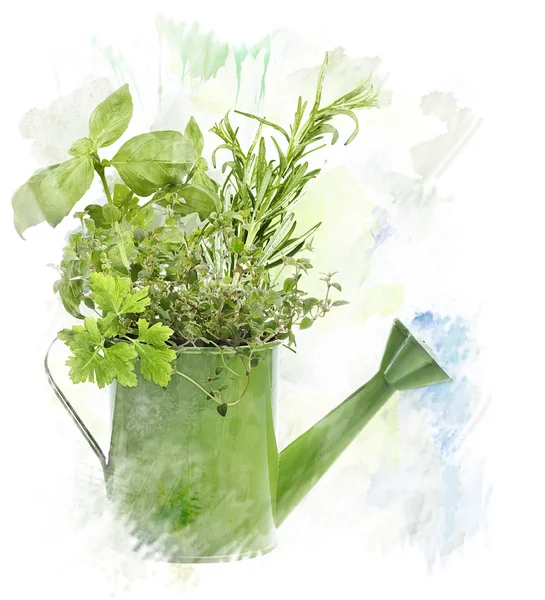 Gambar Warna Air Herbal — Stok Foto