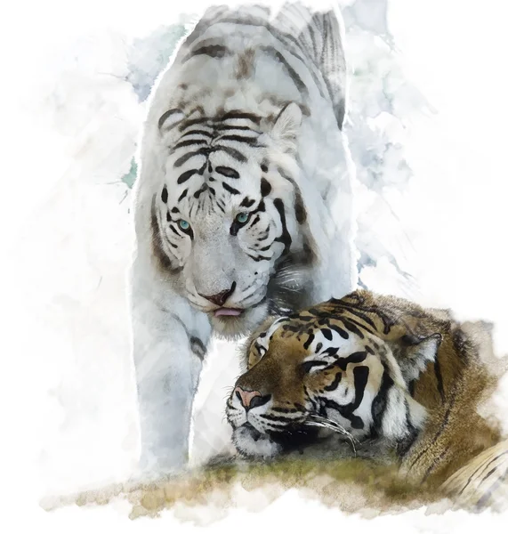 Watercolor Image Of  White And Brown Tigers — Stock Photo, Image