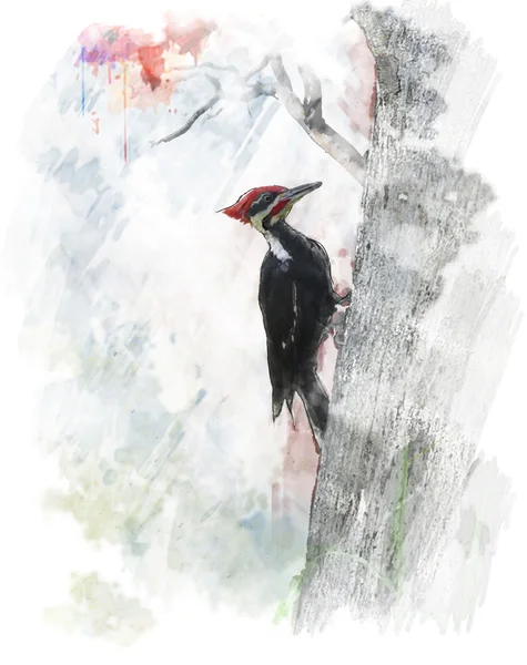 Watercolor Image Of  Pileated Woodpecker (Dryocopus pileatus) — Stock Photo, Image