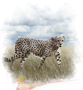 cheetah suluboya resim