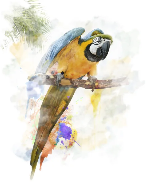 Akvarel obrázek papouška — Stock fotografie