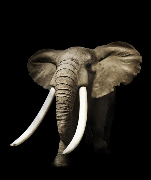 Elefante africano — Foto de Stock