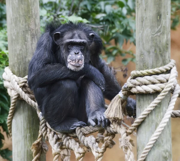 Chimpanzé — Fotografia de Stock