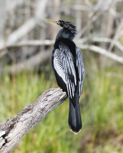 Anhinga (Anhinga anhinga) Perching — Zdjęcie stockowe