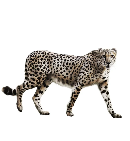 Imagen en acuarela de Cheetah — Foto de Stock