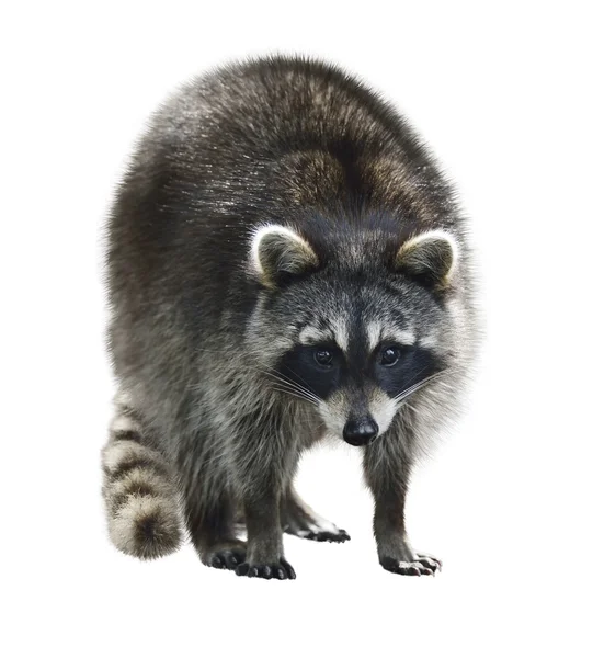 Raccoon — Stock Photo, Image