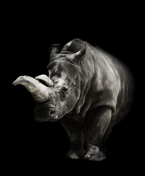 Rhinocéros sur fond noir — Photo