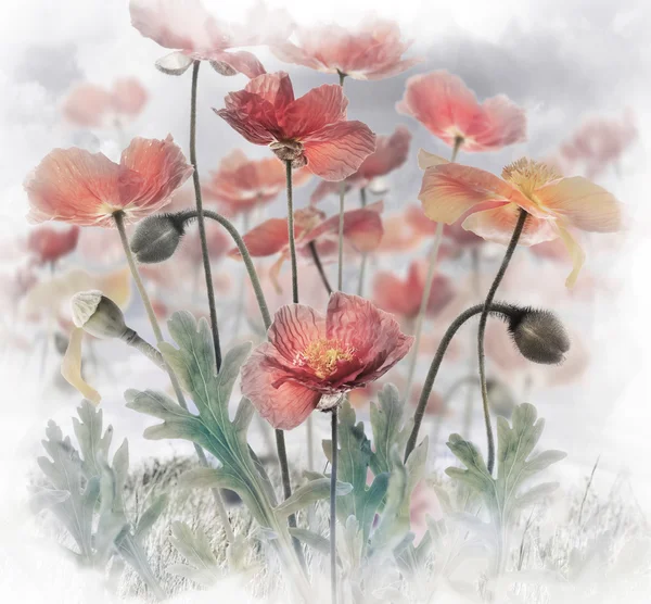 Červené mákové květy — Stock fotografie