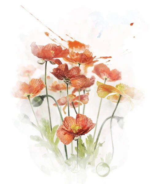 Imagen en acuarela de flores de amapola roja —  Fotos de Stock