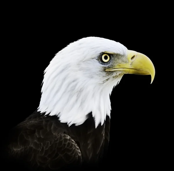 白頭鷲の肖像画 — ストック写真