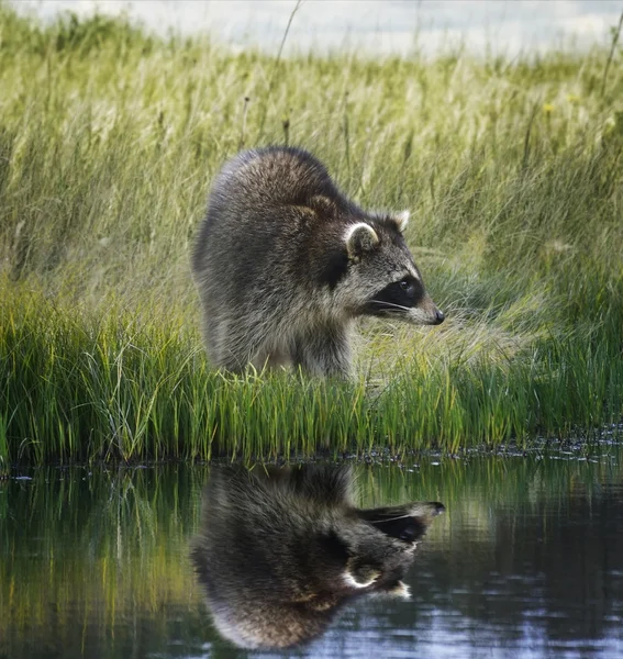 Raccoon  On Grassy Bank — Stock Photo, Image